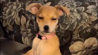8/23/2024 Puppy Play #puppy #cutepuppyplaying #doglover #puppylife