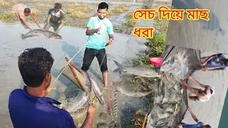 বিলে জমিতে পানি সেচ দিয়ে মাছ ধরা।Fishing by irrigating land in the beel