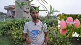 White Vericated mango/Hedden Mango/Red brazilian Mango/jhilik nursery/my garden nursery/murarai