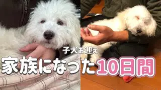 【トイプードル】家族になった、最初の10日間｜お迎えから成長記録