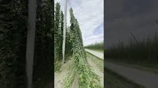 Chmiel, Hopfen #bayern #bier #hopfen #dc #fyp