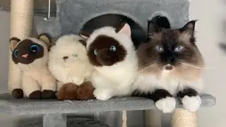 I Spy Sky the Ragdoll cat
