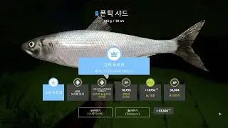 Pontic shad Rare Trophy