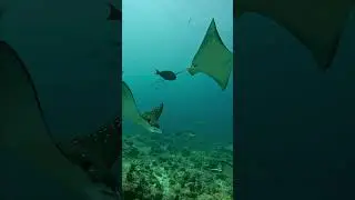 Kandooma Thila Top dive site Maldives