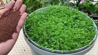 بذور موجودة بكل مطبخ 🌿 إنباتها سريع وفوايدها عظيمة 🌱بتتاكل خضرا وزراعتها سهلة ولا تحتاج آي عناية