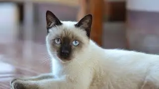 SIAMOS LE CHAT MAGNIFIQUE