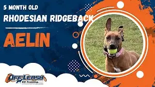 Aelin | 5 Month Old Rhodesian Ridgeback | Off Leash Rhodesian Ridgeback Training, Georgia