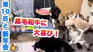 【新年会】猫10匹に黒毛和牛をあげたら大喜びでした！🥩✨【晩酌】
