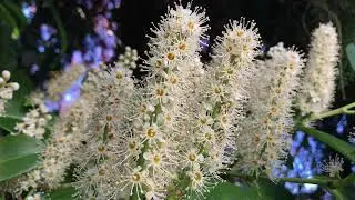 English Laurel Flowers
