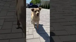 Клей гравійний KLINKO