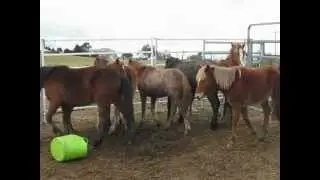 Brumby Herd