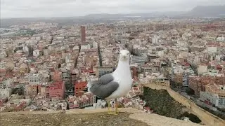 DESDE EL CASTILLO DE ALICANTE
