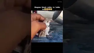 🙏Plant trees save birds🙏