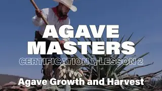 Agave Masters: Agave Growth and Harvest ｜ Certification 1, Lesson 2