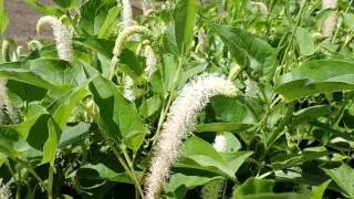 Capital Naturalist: Lizard's Tail