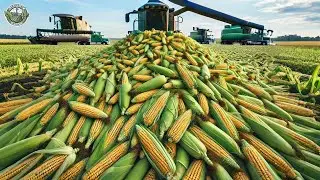 6.2 Billion Pounds Of Sweet Corn Are Harvested in America This Way | Agriculture Technology