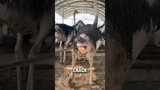 Ostrich Egg Collection Explained