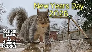 Peanut Table New Years Day #squirrels #bluejays #birds #wildlife #wildlifefeeding #gopro