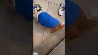 Heartwarming: My Dog's First Time Wearing a Cone