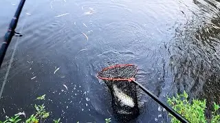 Christmas day Murray cod fishing with cheese