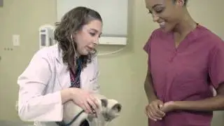 Veterinary Technology Program | Broadview University