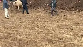 Jarah The Champion of meghalaya
