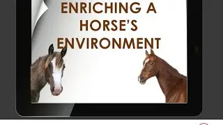 Providing Enrichment for Horses - Meeting the Needs of the Species
