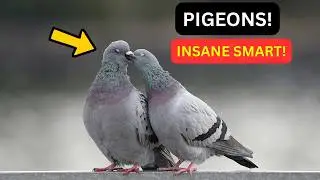 The Pigeon Is a Biological AI: Navigation, Pattern Recognition, and Medical Intelligence.