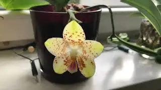 Windowsill Orchid Blooms in February