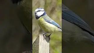 Wings of Wonder: A Peaceful Birdwatching Moment