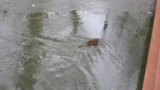 Muskrat in the canal then out
