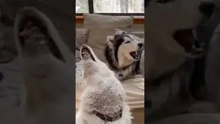 What it's like to own a husky😅 Husky are the Queen of Drama🤣 #siberianhusky #husky #huskydog