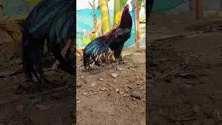 AA FARMS FANCY BIRD COLLECTIONS 9629677972.