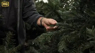 Christmas inspecting branches of a tree Stock Video Background Video HD I