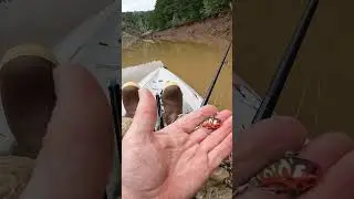 Jackall Deracoup Tail Spinner -the blade must have lodged between some rocks&hellip;.