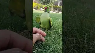Indian Ringneck parrot video #youtubeshorts #indianbird #parrottalking #greenparrot #vikyparrot