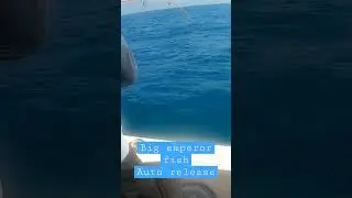 Fish on big emperor fish auto release #all #trending #fishingvideo #subscribe #jigging #jabrik