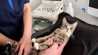 Когда ваш кот думает, что ветеринар &mdash; это спа-салон!