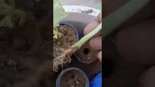 khire ki paneri alag alag kaise karen 🥒🌱 #greenlov #organicfaryoutubesh #easygardening#gardeningidea