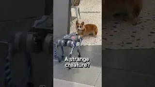 Corgi Meets Robot Dog for the First Time!