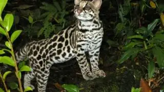 Margay Facts  Interesting Facts about Margay  Facts about Margay