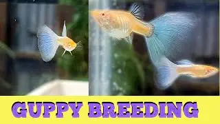 GUPPY FISH  BREEDING TECHNIQUES, TIPS AND UPDATE [English Subtitle]