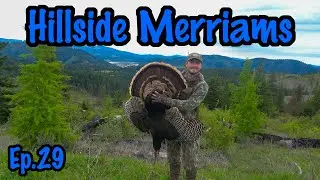 Crawling for a Public Land Merriam's Longbeard!! - Successfully Hunting the Hillsides of Idaho