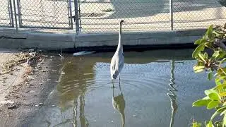 Why does the heron act alone?
