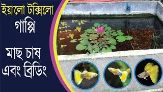 দামী প্রজাতির গাপ্পি মাছ চাষে অধিক টাকা লাভ আসে yellow tuxedo guppy, red tail Platinum, Elephant Ear