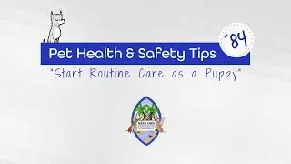 Pet Health And Safety Tips - Start Routine Care As A Puppy