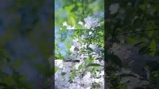 Beautiful Butterfly with White 🤍 Flowers#nature #shortvideos #flowers #ihavethisthingwithplants