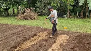 SIMPLE BUT EFFECTIVE: HOW TO APPLY POSKA FERTILIZER BEFORE SOIL PREPARATION! - Agriculture Farming