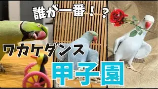 誰が一番！？踊るインコによる愛のワカケダンス甲子園【ワカケホンセイインコ】