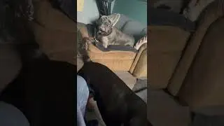 Cane corso telling the youngins to calm down!!#canecorso #rottweiler #dogs